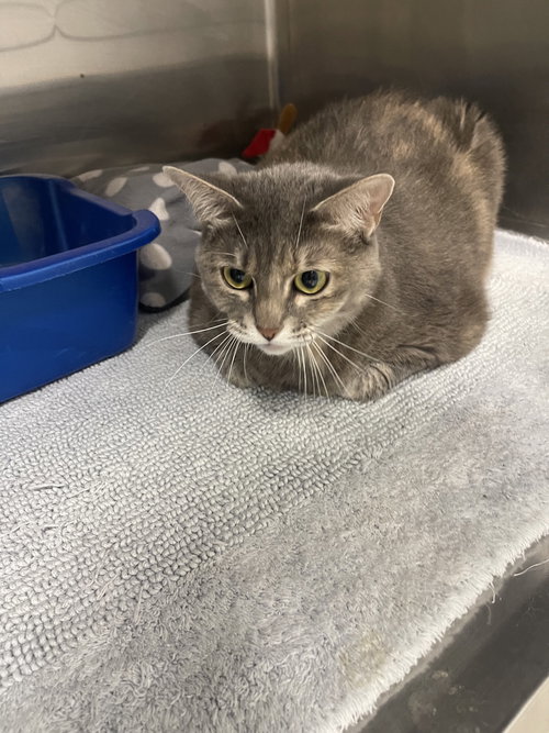 picture of the cat needing adoption