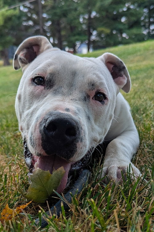 TAJA - American Pit Bull Terrier available for adoption