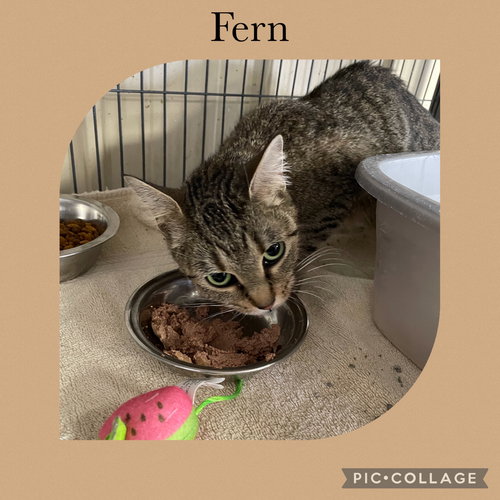 picture of the cat needing adoption