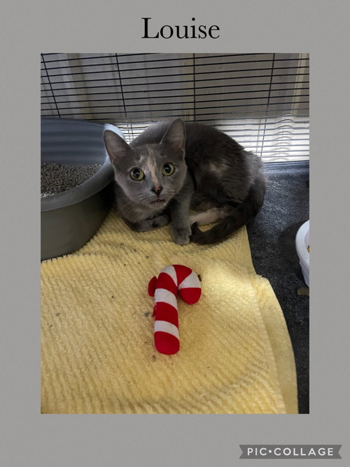 picture of the cat needing adoption