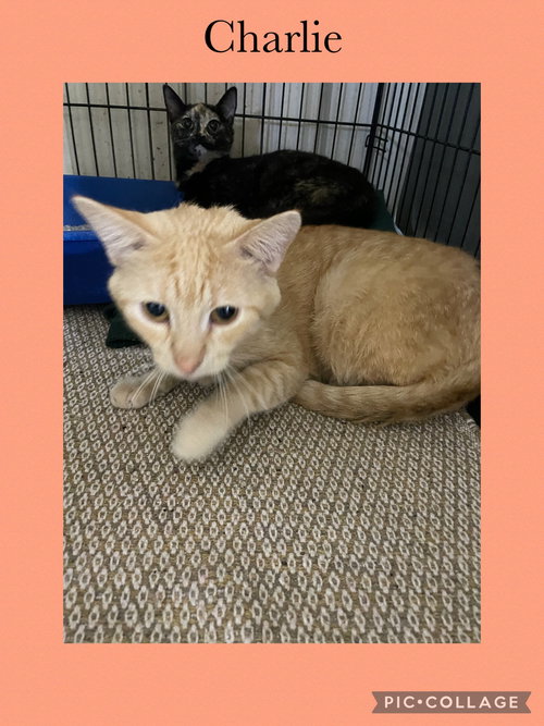 CHARLIE - Domestic Short Hair available for adoption