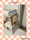 Charlie - Photo 1