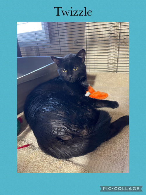 picture of the cat needing adoption