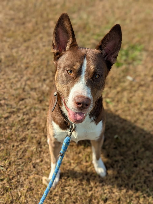 picture of the dog needing adoption