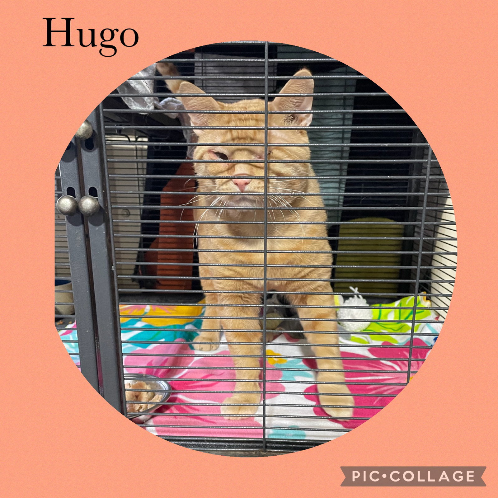 Hugo
