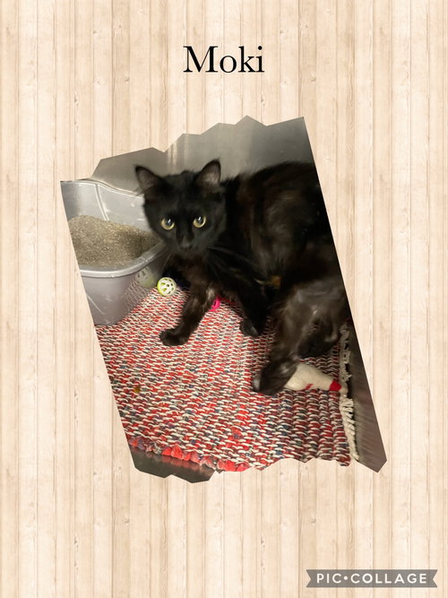 MOCHI - Domestic Short Hair available for adoption