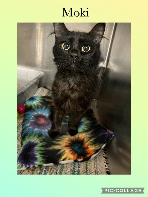 MOCHI - Domestic Short Hair available for adoption