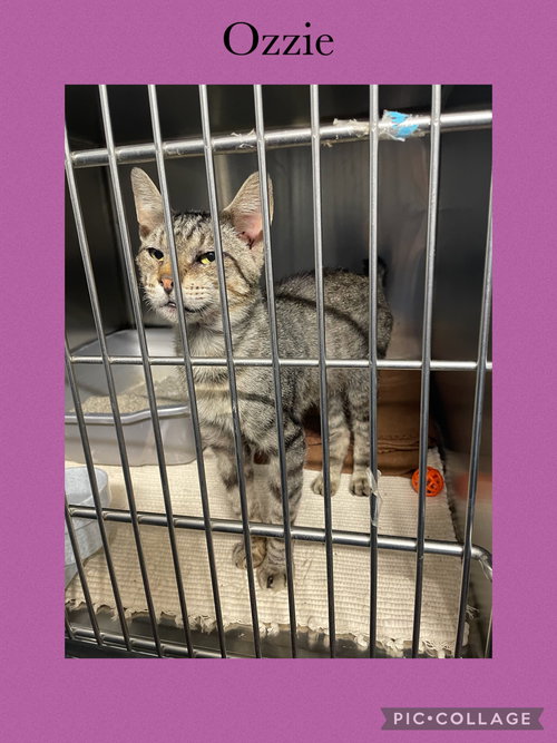picture of the cat needing adoption
