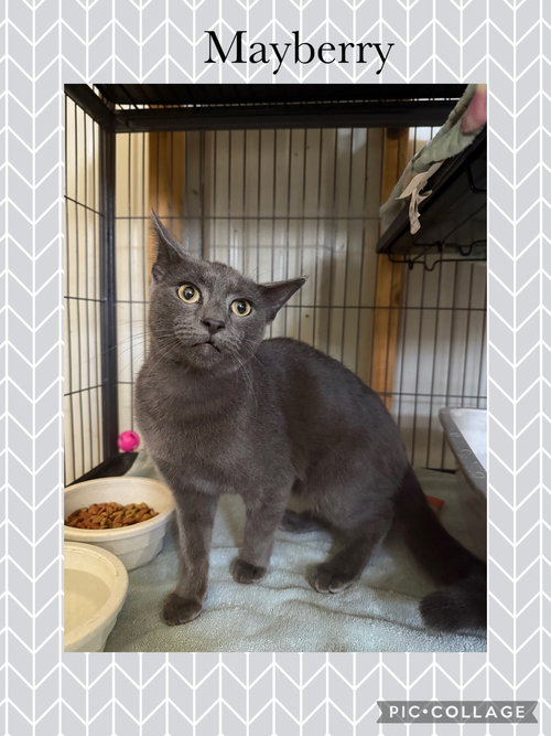 picture of the cat needing adoption