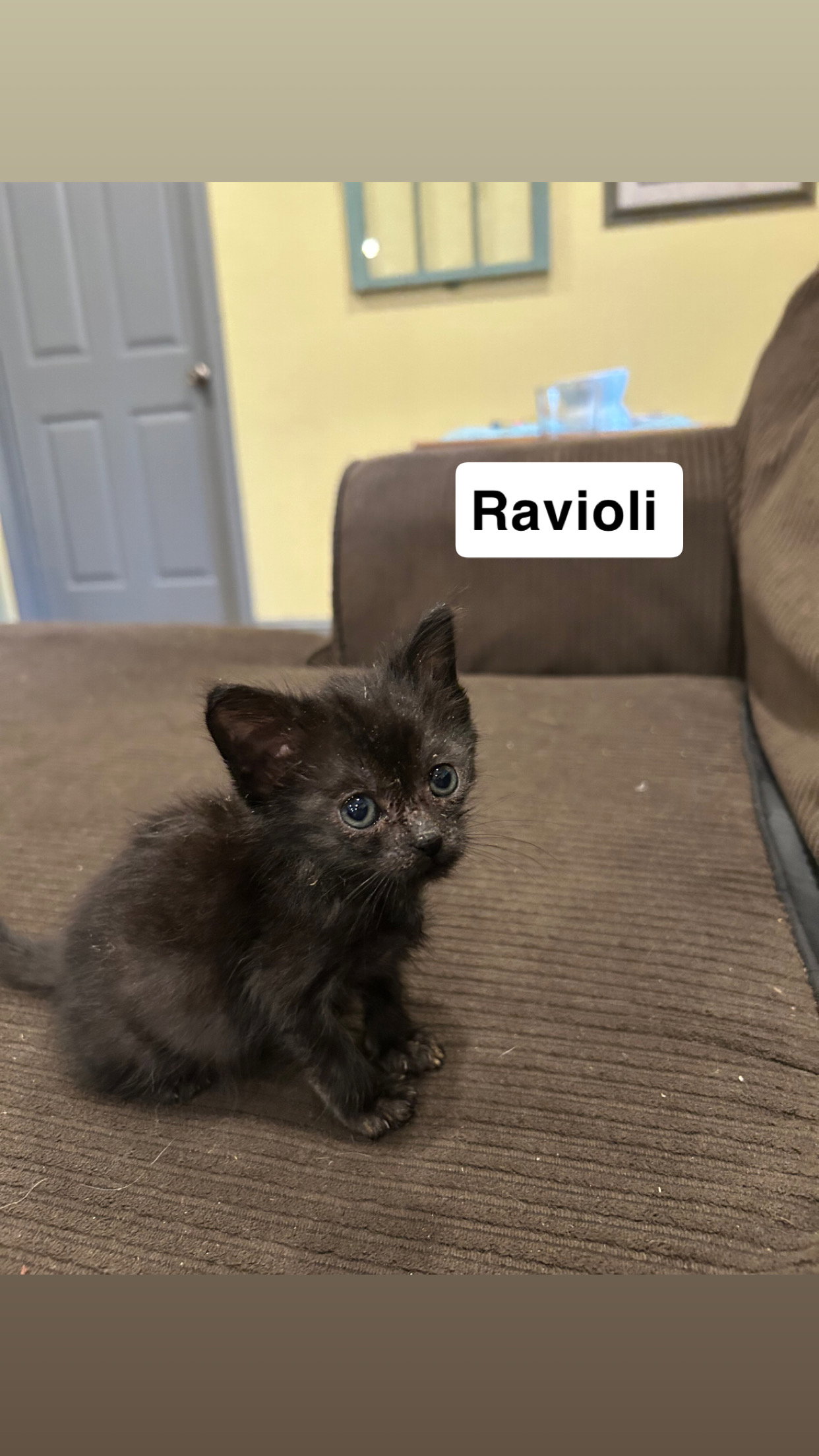 Noodle- Ravioli Image