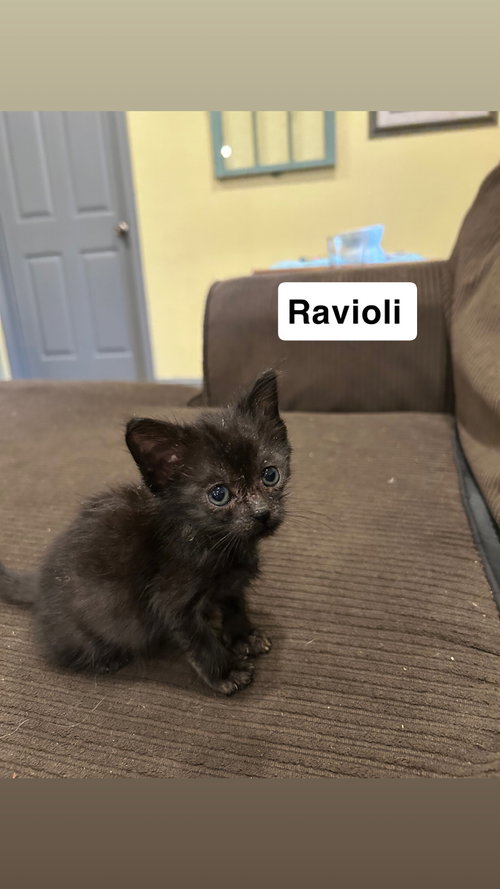 NOODLE- RAVIOLI - Domestic Short Hair available for adoption