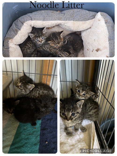 NOODLE- MACARONI - Domestic Short Hair available for adoption