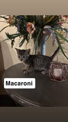 Noodle- Macaroni - Photo 1