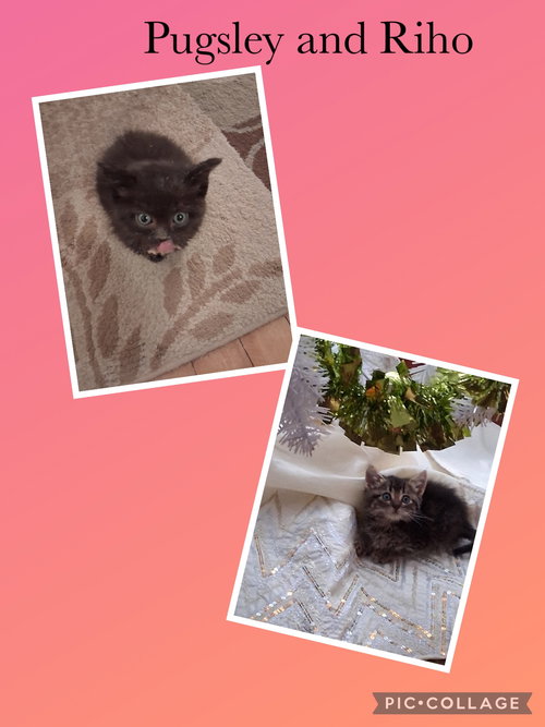 SANDY- RIHO - Exotic Shorthair available for adoption
