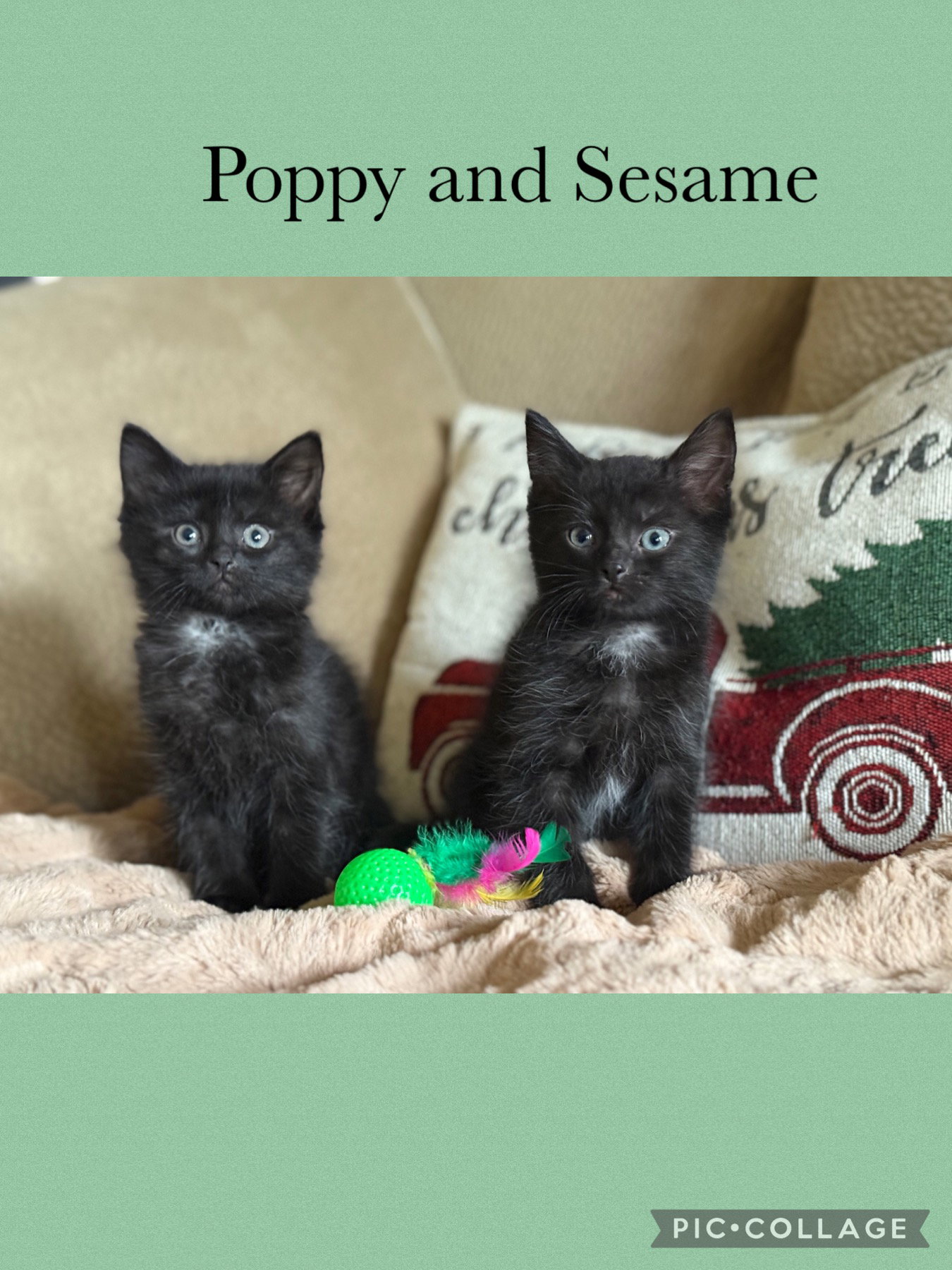 Emma kitten- Poppy Image
