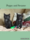 Emma kitten- Poppy - Photo 1