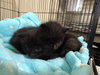 Emma kitten- Sesame - Photo 3