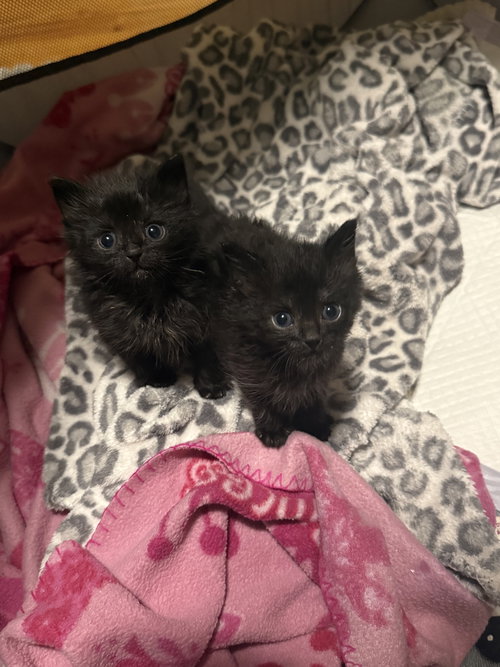 EMMA KITTEN- SESAME - Domestic Short Hair available for adoption