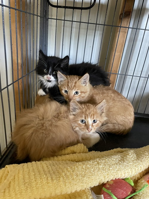 picture of the cat needing adoption