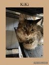 Kiki - Photo 1
