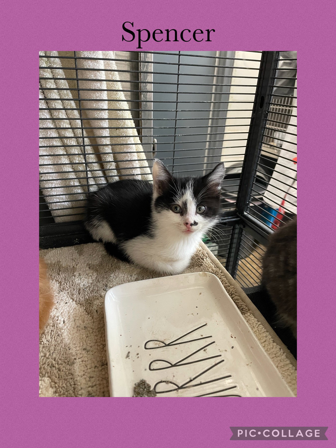 KiKi- Spencer Image