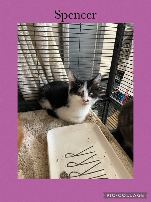 KIKI- SPENCER - Domestic Short Hair available for adoption