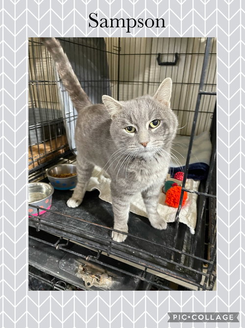 SAMPSON - Domestic Short Hair available for adoption