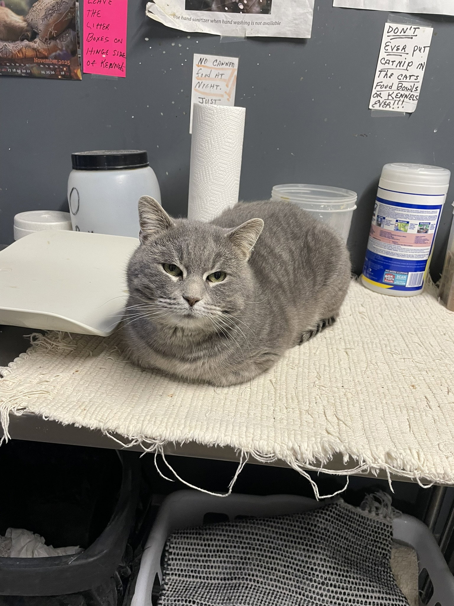 Sampson Image
