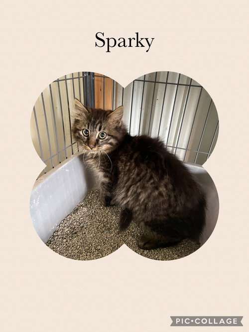 picture of the cat needing adoption