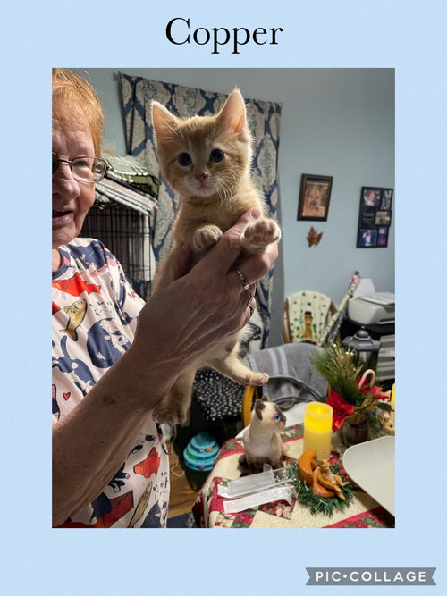 CHARLENE- ORANGE COPPER - Domestic Short Hair available for adoption