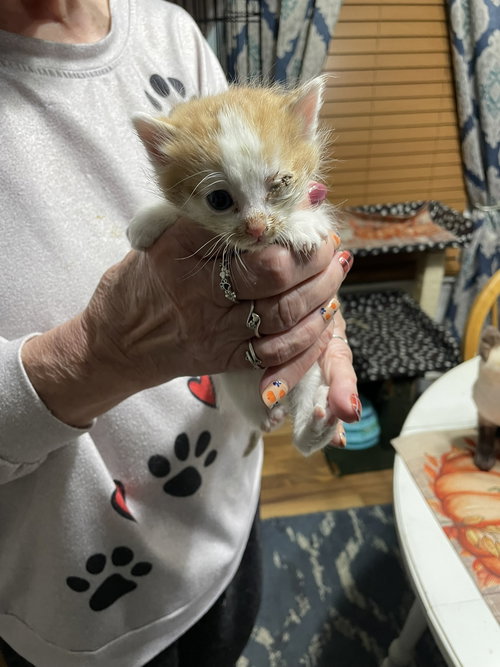 CHARLENE-ORANGE AND WHITE VENUS - Domestic Short Hair available for adoption