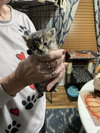 Charlene-Tabby Daisy - Photo 2