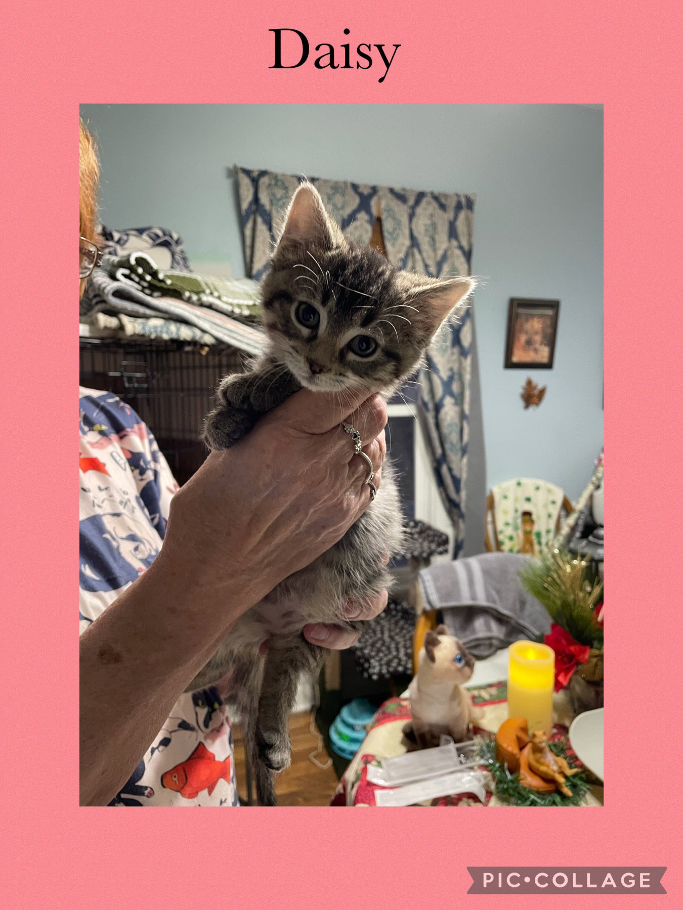 Charlene-Tabby Daisy Image
