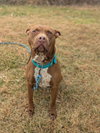 Bindi - Photo 1
