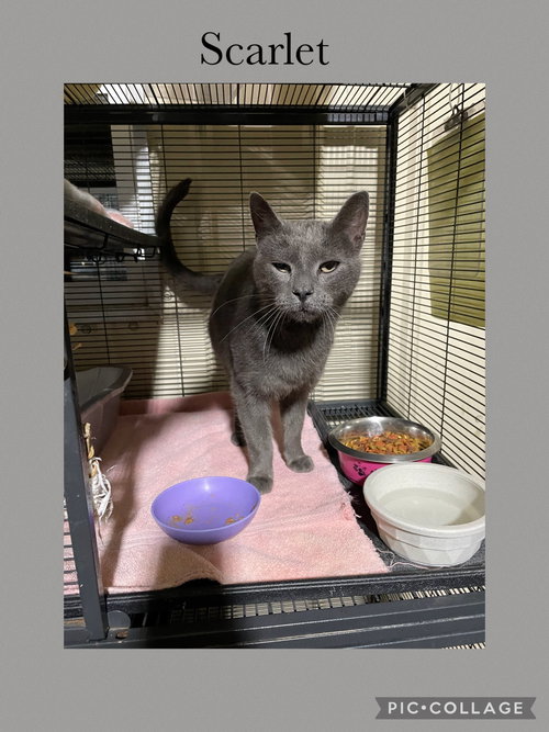 SCARLET - Domestic Short Hair available for adoption
