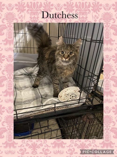picture of the cat needing adoption