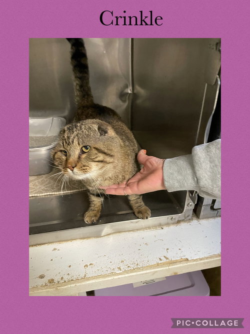 picture of the cat needing adoption