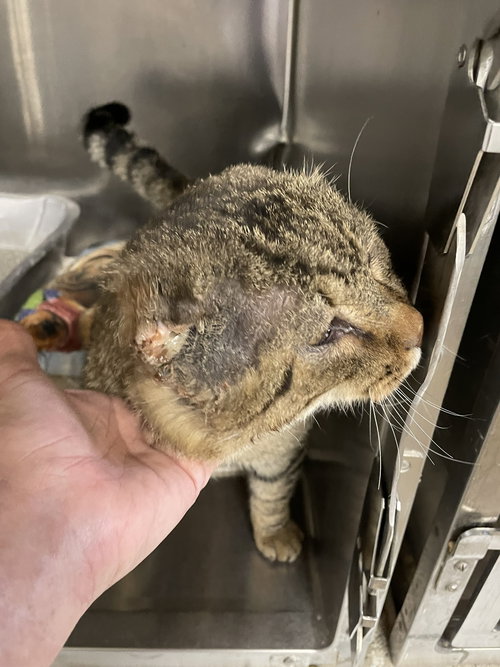 CRINKLE - Domestic Short Hair available for adoption