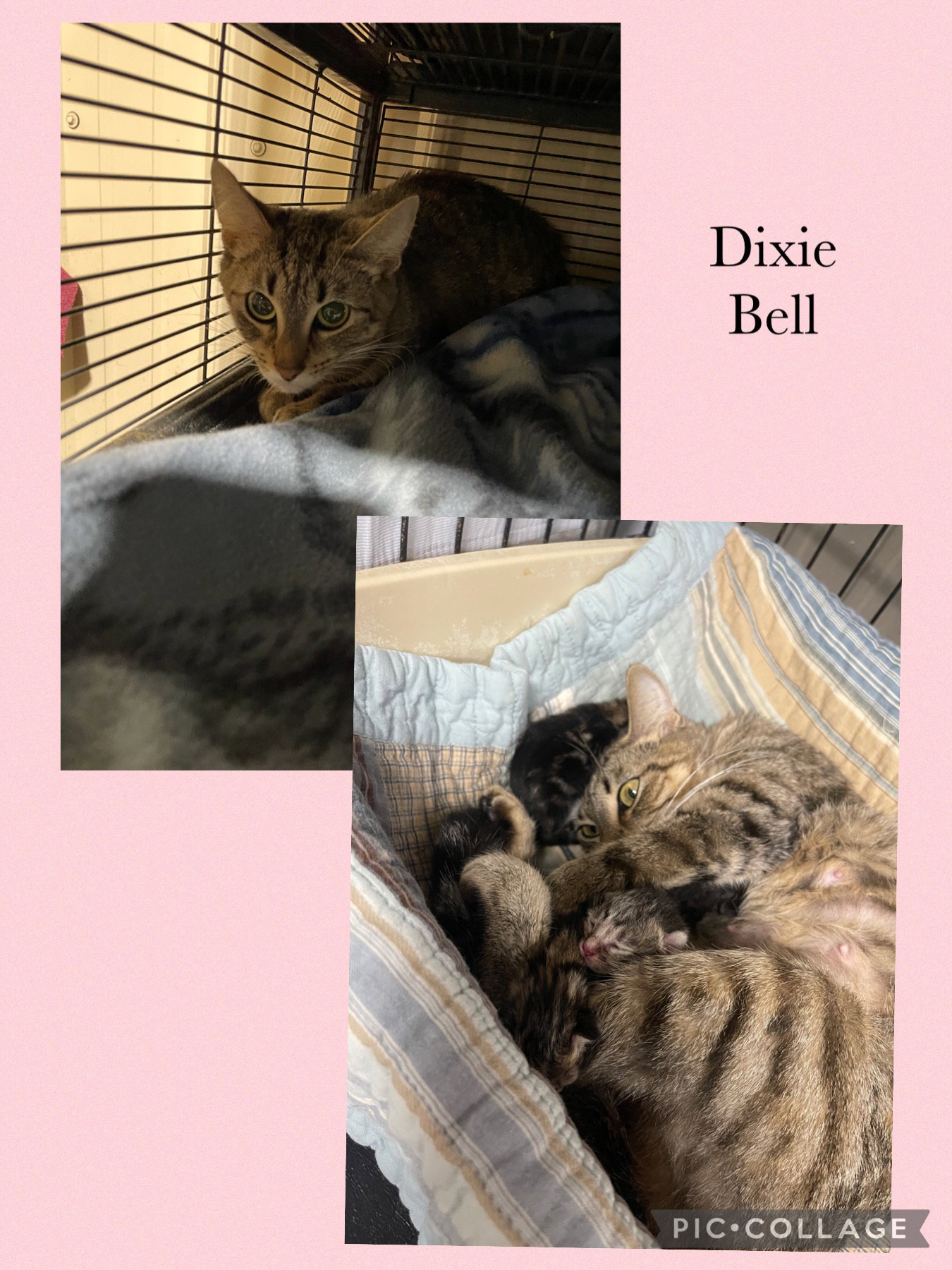 Dixie Bell Image