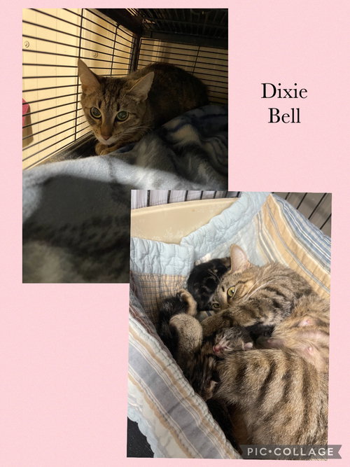 picture of the cat needing adoption