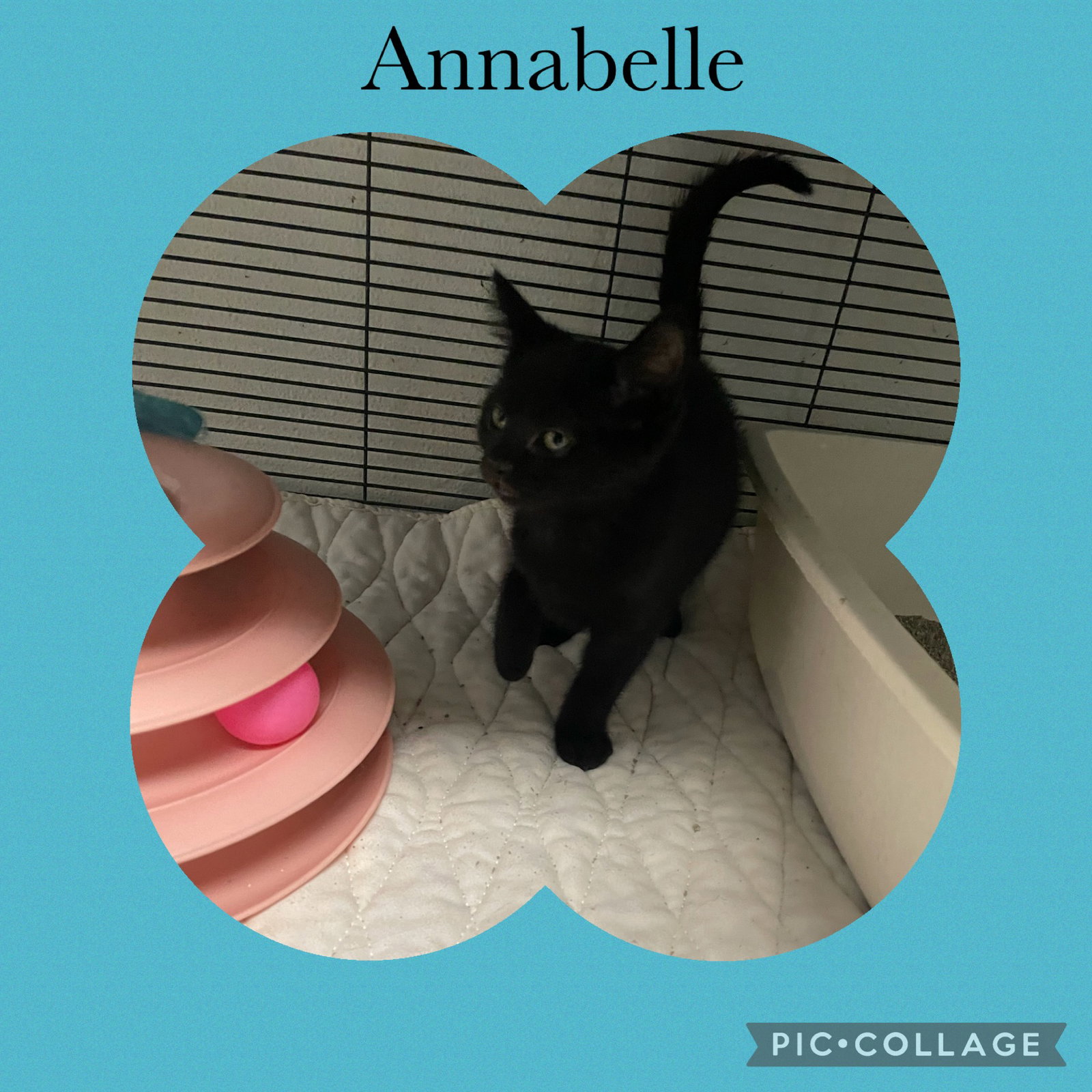 Dixie One- Annabelle Image