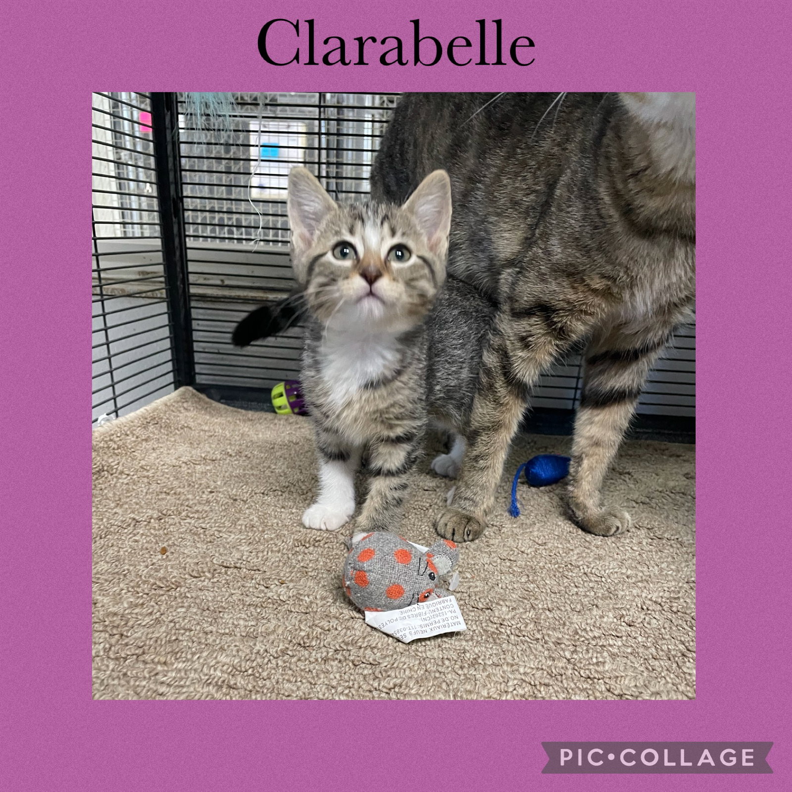 Dixie Two- Clarabelle Image