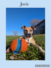 Jovie - Photo 2