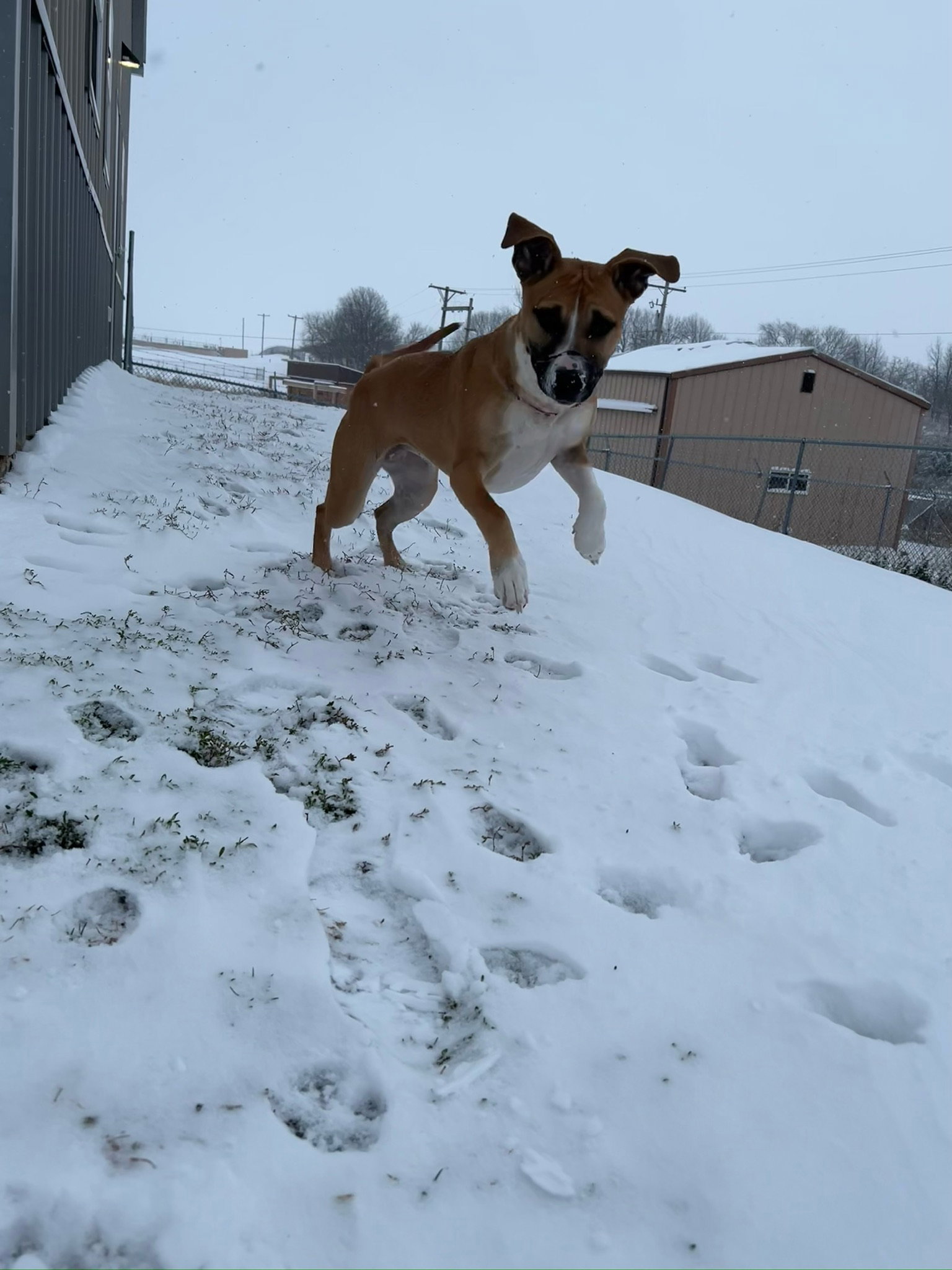Jovie Image