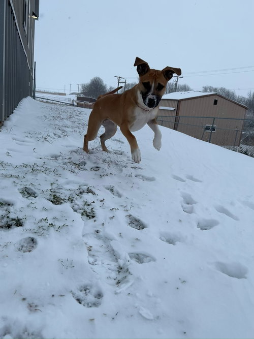 JOVIE - American Pit Bull Terrier / Labrador Retriever available for adoption
