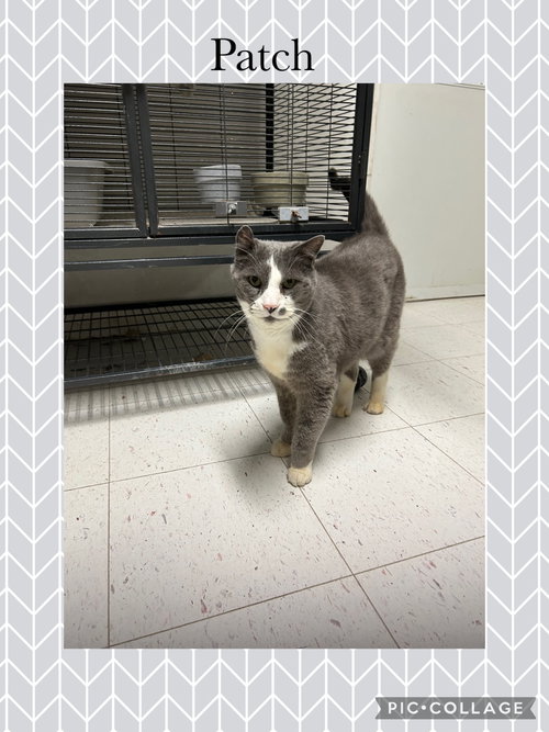 PATCH - Domestic Short Hair available for adoption