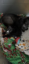 Athena - Photo 2