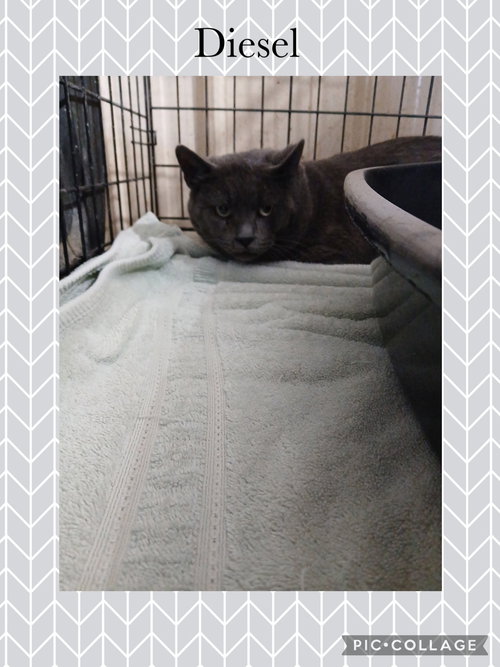 picture of the cat needing adoption
