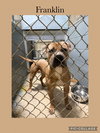 Franklin - Photo 3