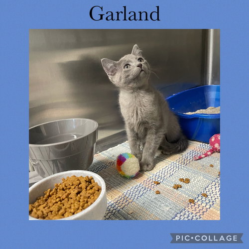 LOUISE ONE- GARLAND - Domestic Long Hair available for adoption